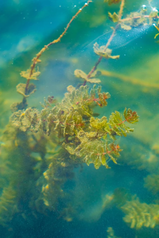 this is a algae plant under the water