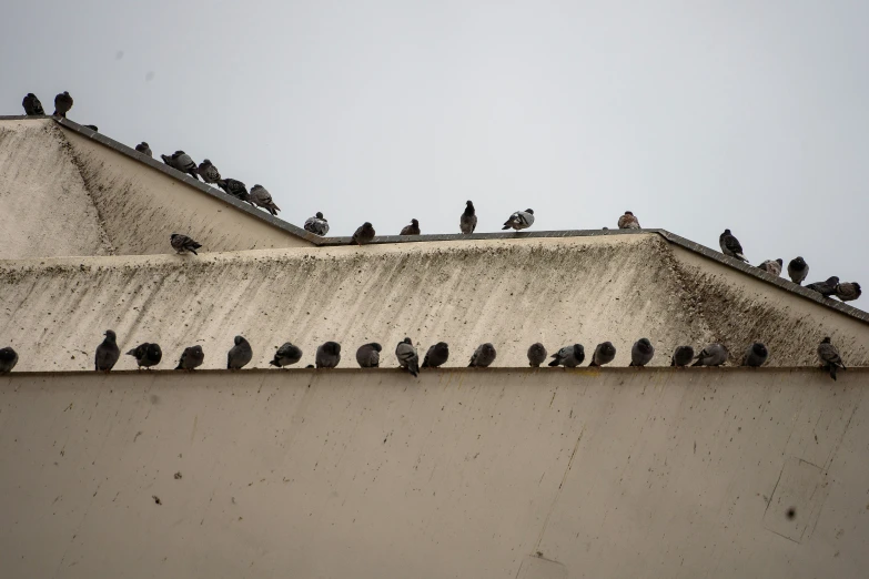 there are many pigeons sitting on the roof