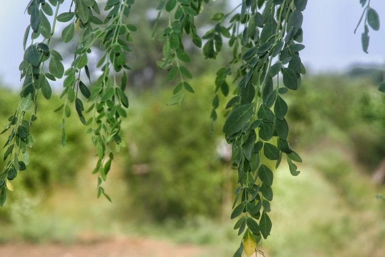 the green leaves are growing in a tree