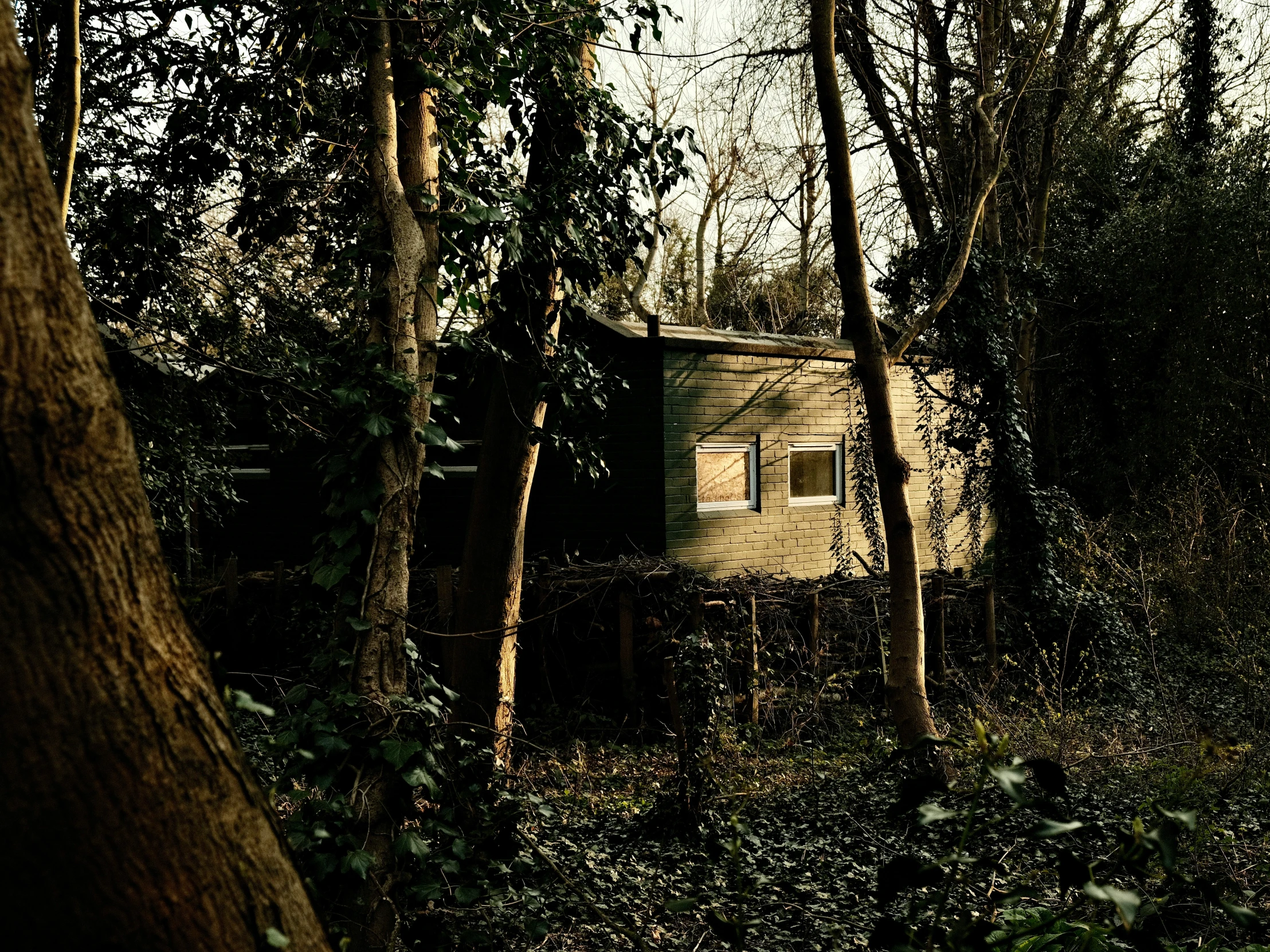 the abandoned shack is hiding among the trees in the woods