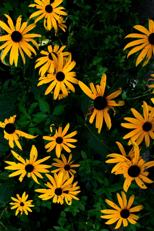 several black - eyed susan are in the green field