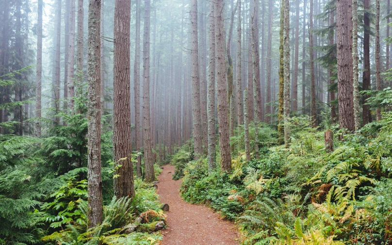 a forest trail with tall trees and lots of ferns