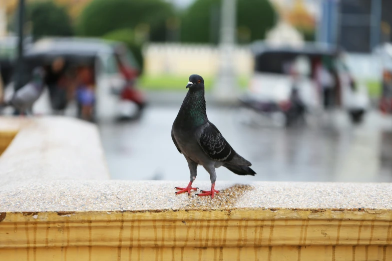 a pigeon standing on top of a wooden pole