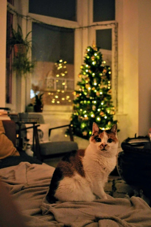a cat sits on top of blankets next to the christmas tree