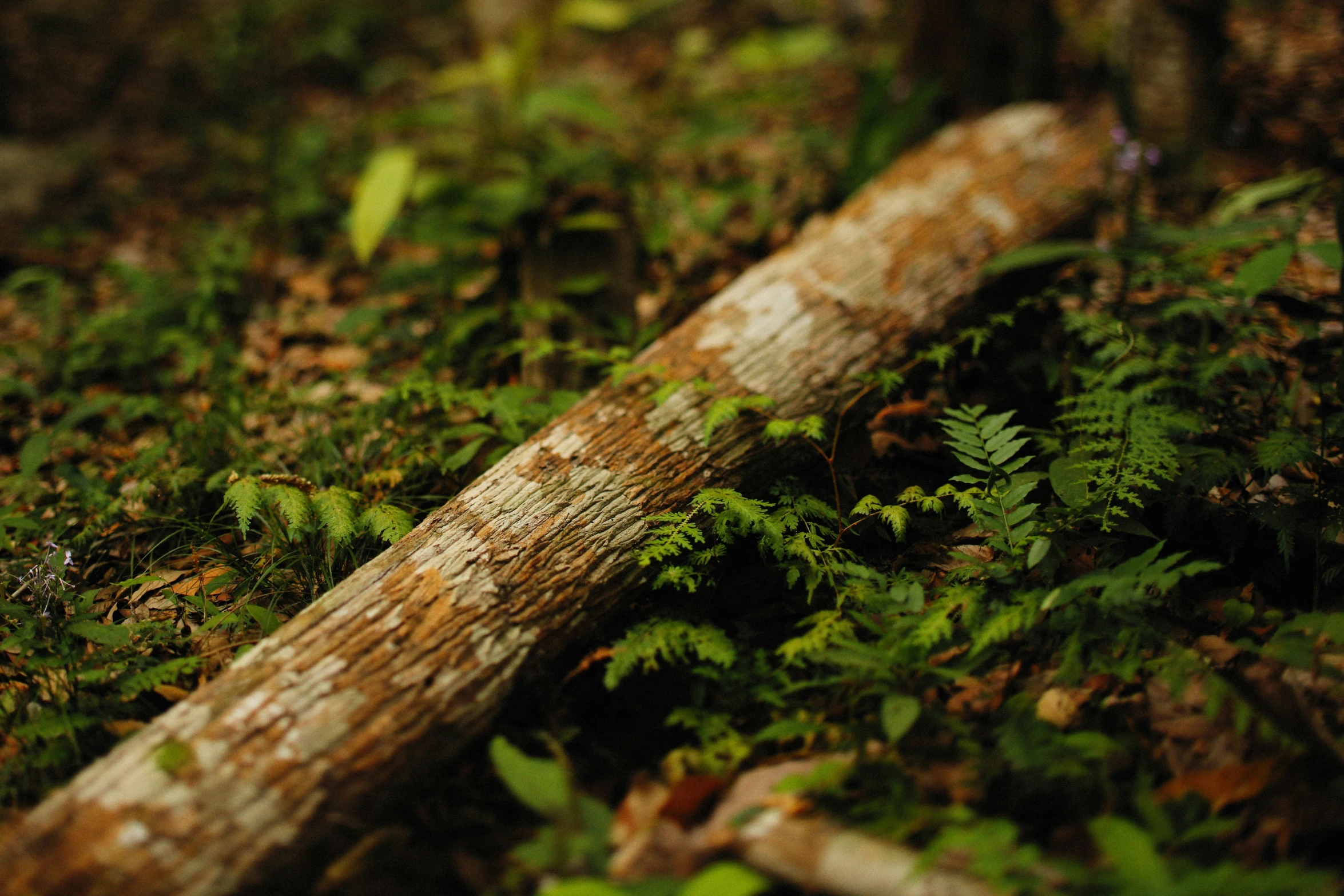 the trunk of an old tree laying on the ground