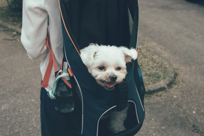 a dog that is in a back pack