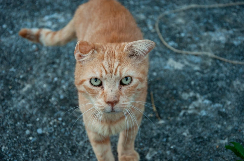 an orange cat is walking around outside on pavement
