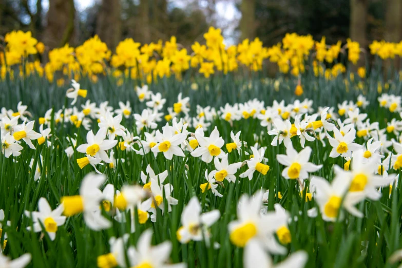 a group of yellow and white flowers are in the grass