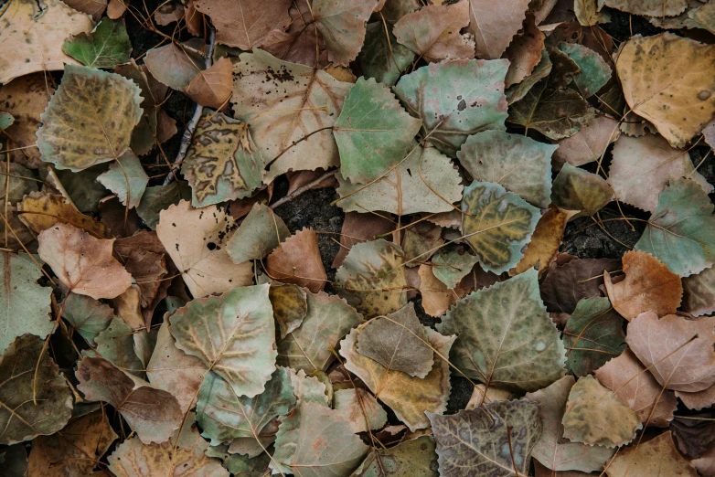 a bunch of leaves sitting on the ground