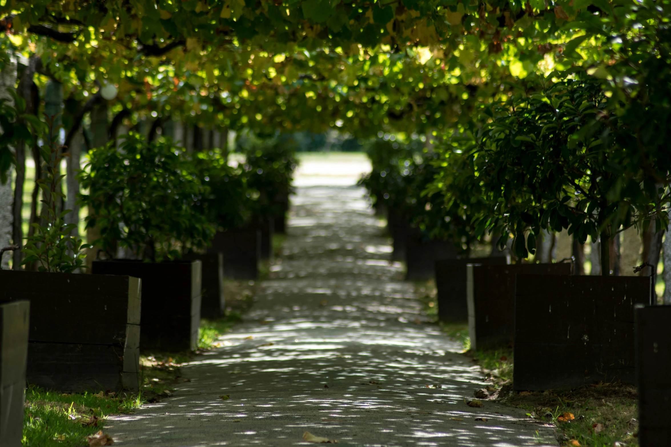 a long pathway with lots of green trees next to a road