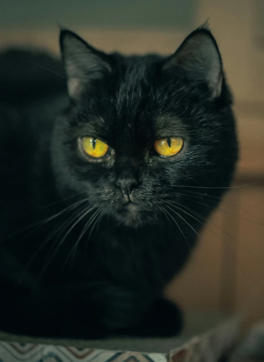 black cat staring intently into camera, with yellow eyes