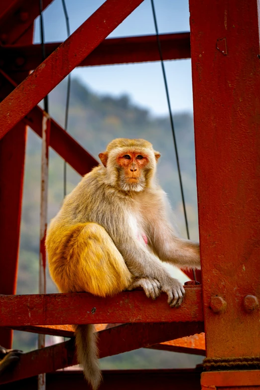 a monkey sitting on top of a red structure