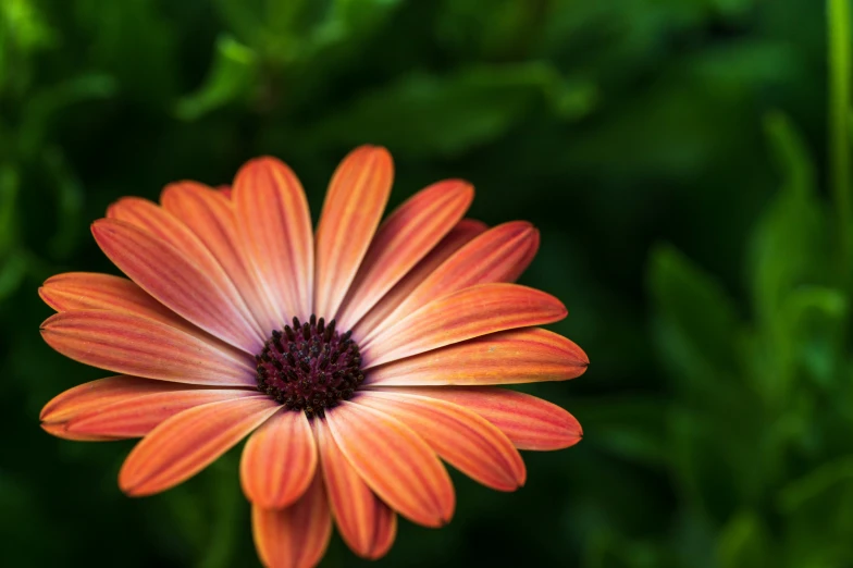 an orange flower with a black center is in the middle of some green grass