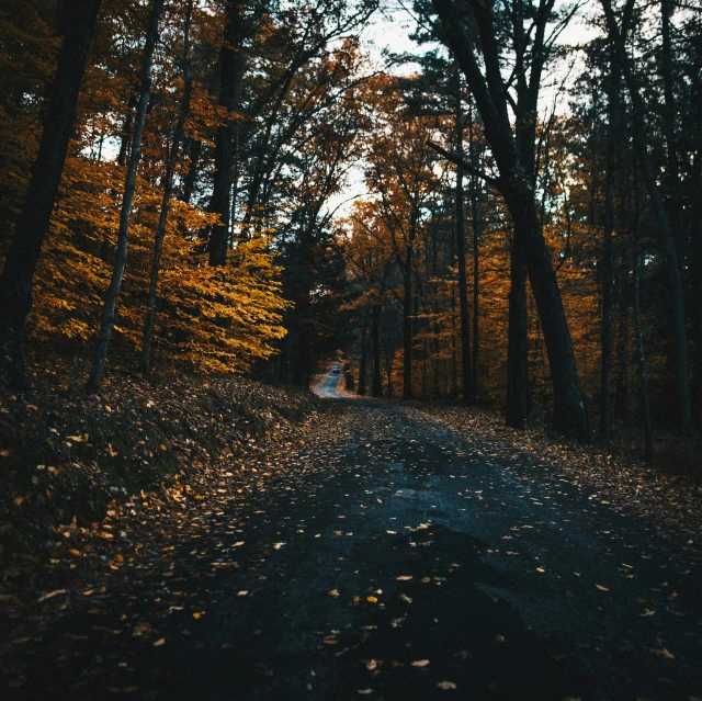 a path in the woods on an autumn day