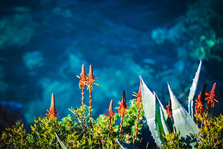 flowers are growing on the edge of an area with dark water