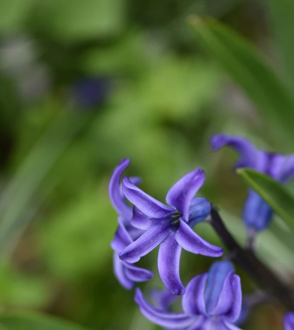 a bunch of blue flowers in the midst of green