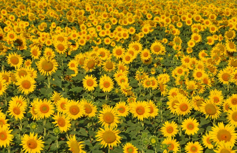 an extreme closeup view of a sunflower field