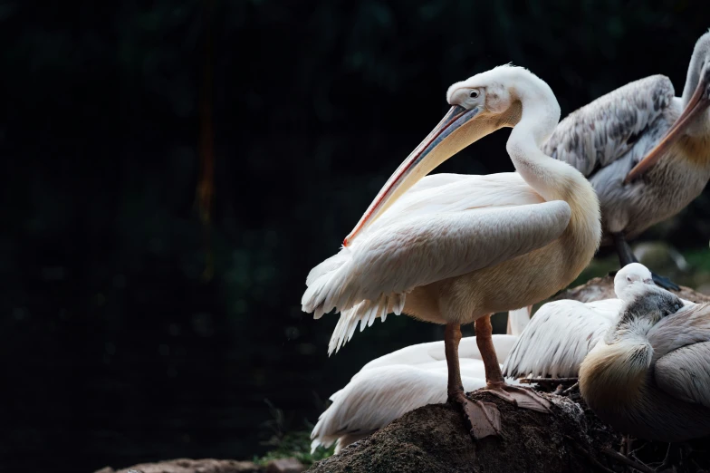 several large pelicans standing around one another in their natural habitat