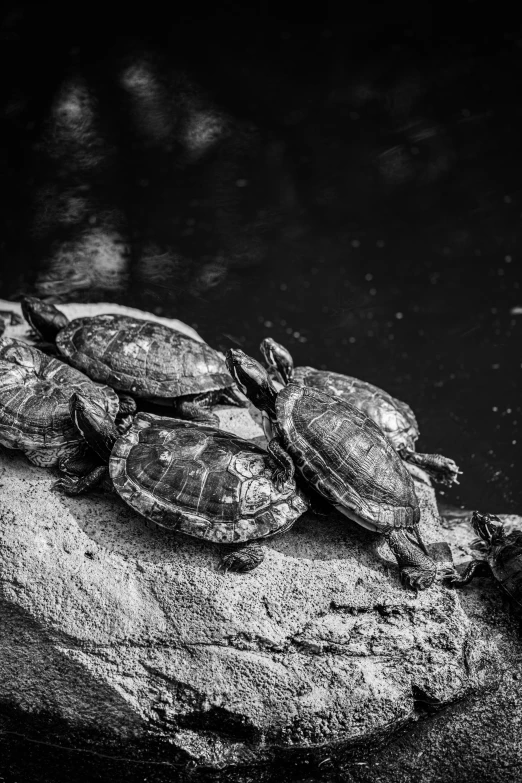 the group of turtles are sitting on top of the rocks