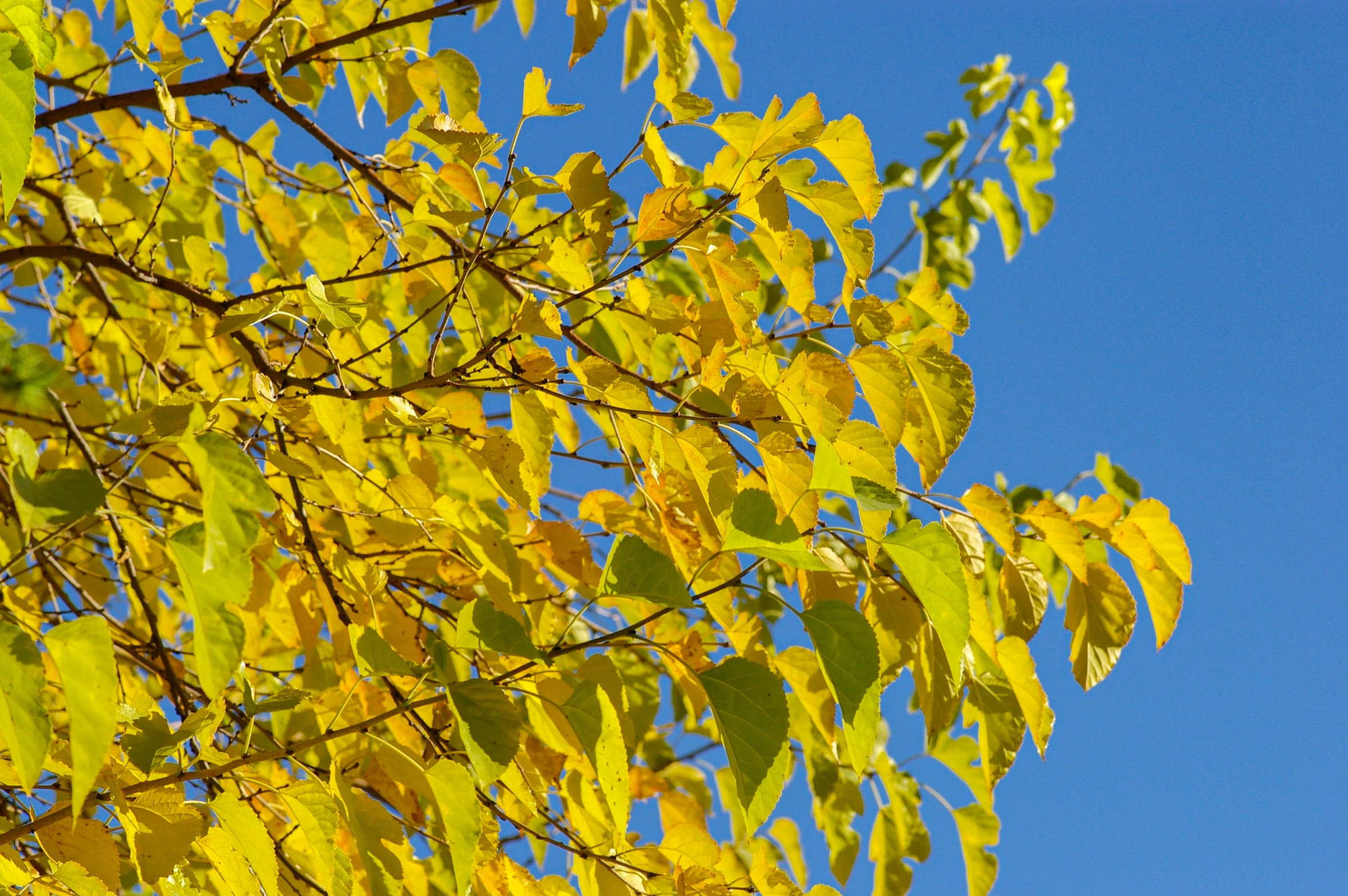 yellow leaves on tree against the blue sky