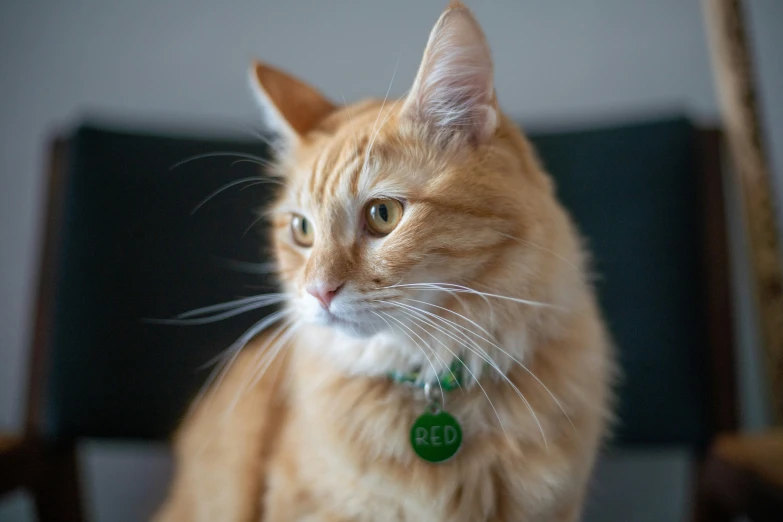 an orange cat sits down on top of a wooden chair