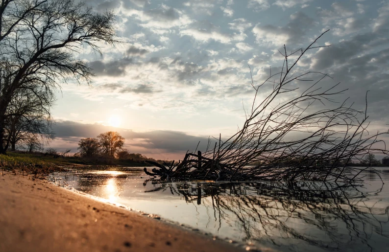 the sun is setting behind some trees that have fallen into the water