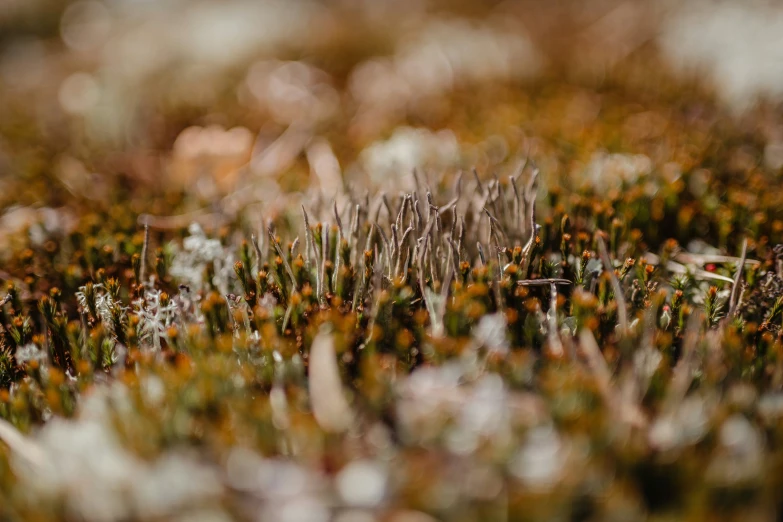 an image of a moss covered with tiny flowers