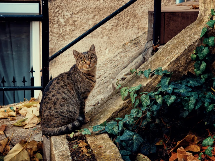 a cat sitting on the side of a building