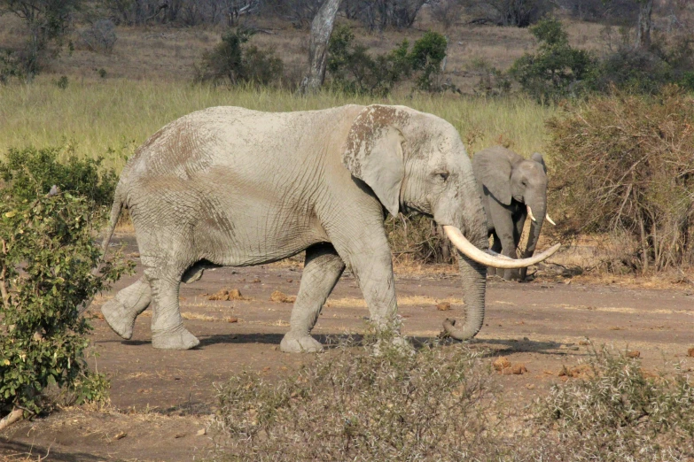 a large elephant walking on a dirt road next to grass and bushes