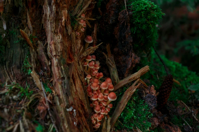 small mushrooms on trees in the forest