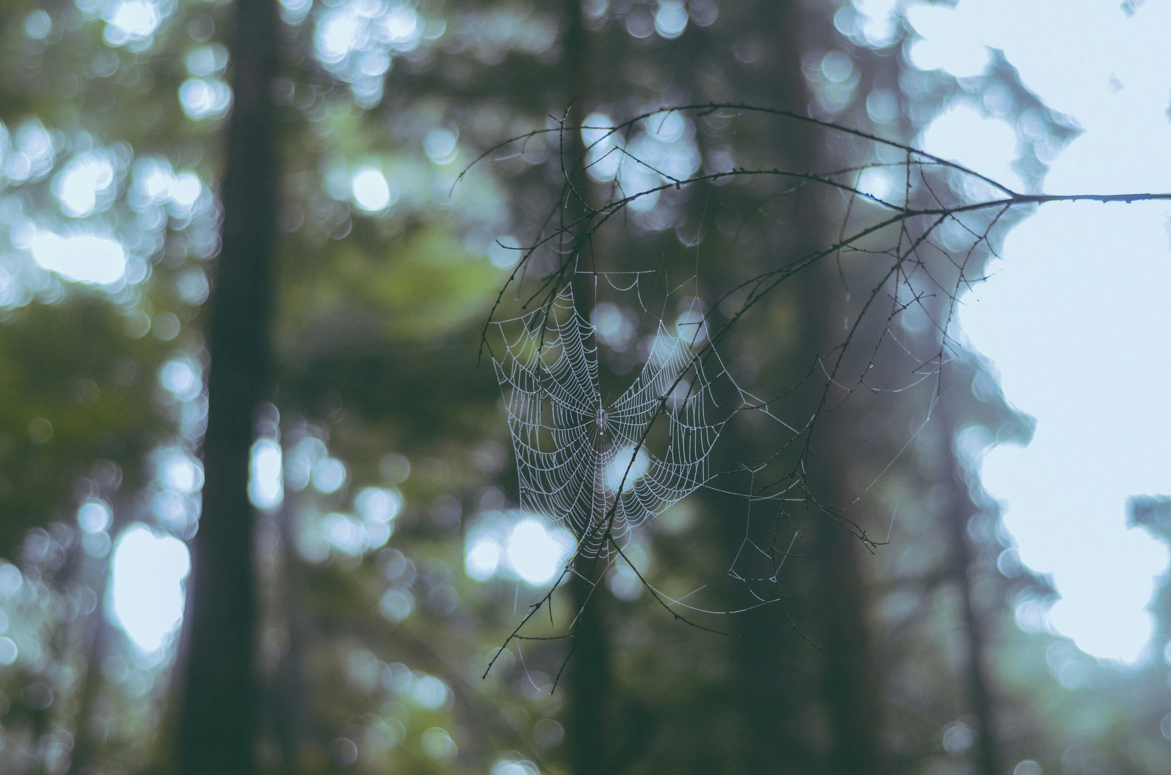 a spider web that is hanging on the side of a tree