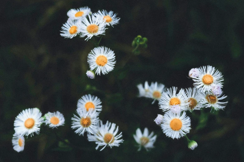 flowers with very small petals are arranged in a row