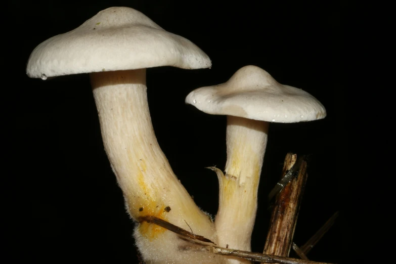 mushrooms grown from the ground with yellow residue all over