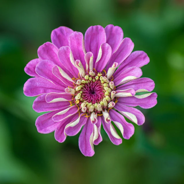 a purple flower that has a white center