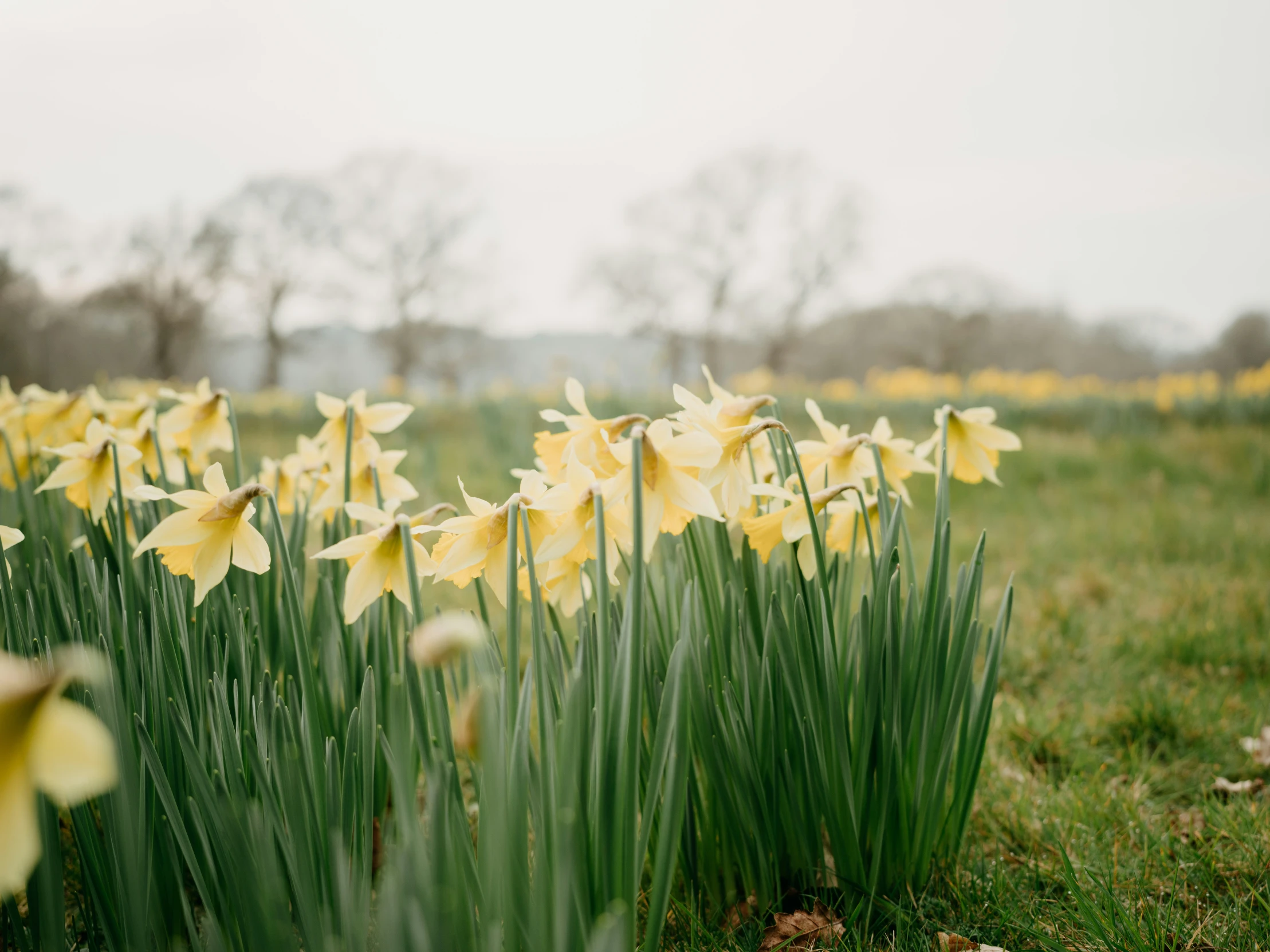 yellow flowers are on the ground by some tall grass