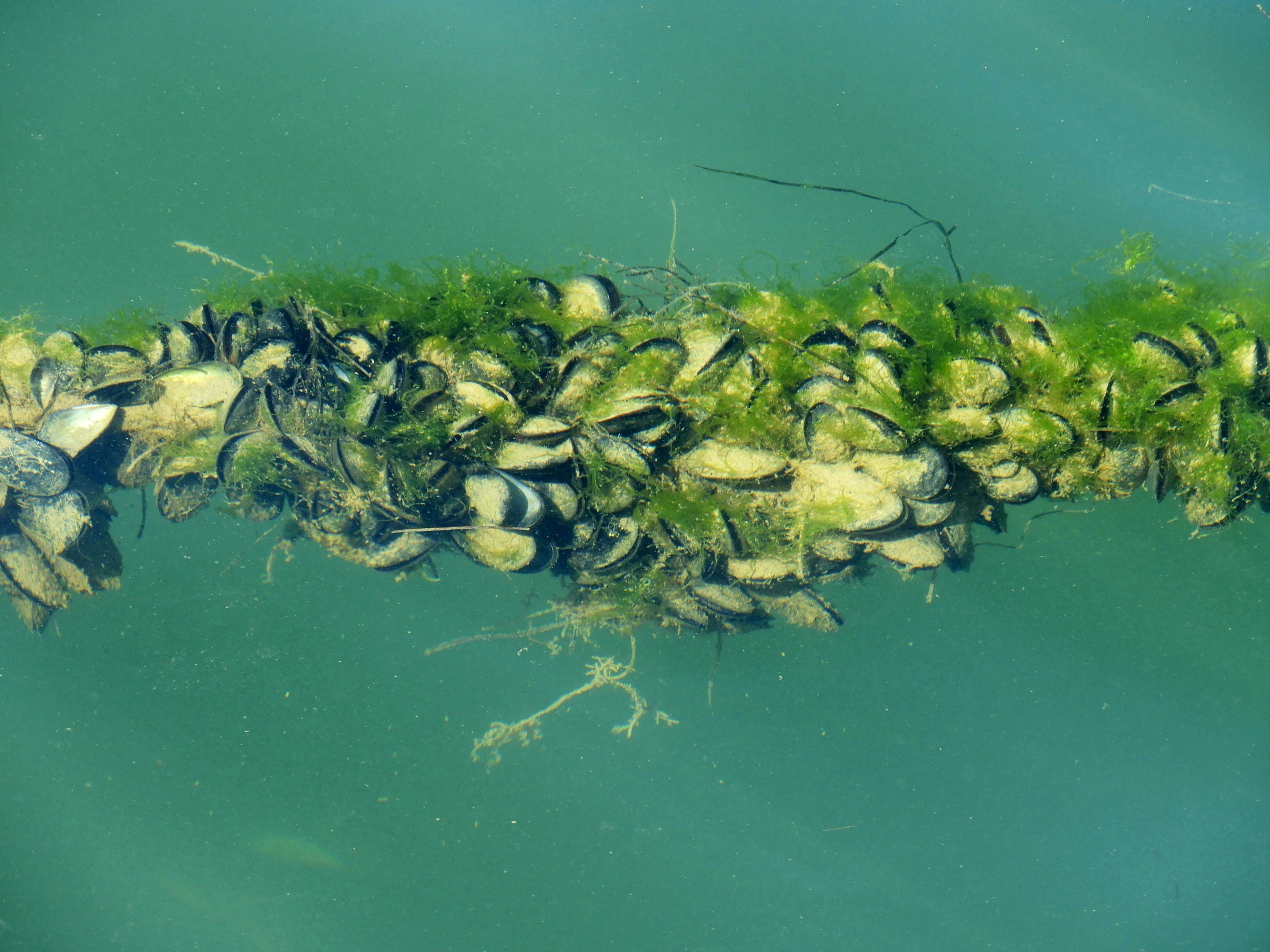 a bunch of sea weed and other algae floating in the water