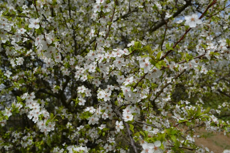 a large blooming cherry tree near a park