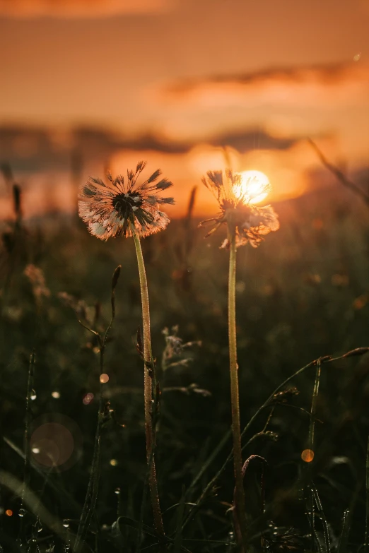 the sun is setting over the field with flowers