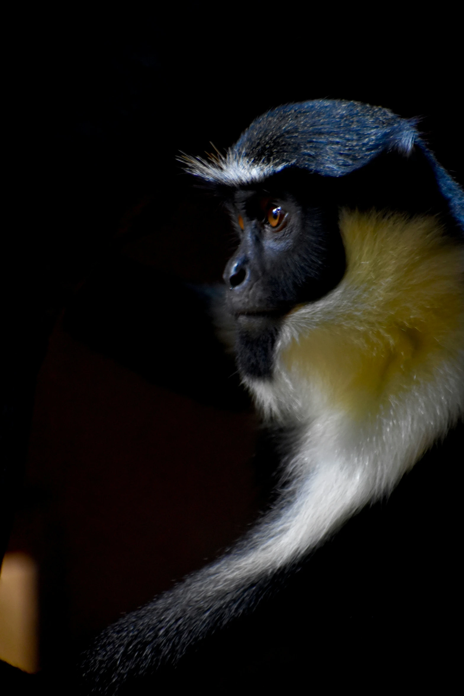 a monkey with its head back to the camera