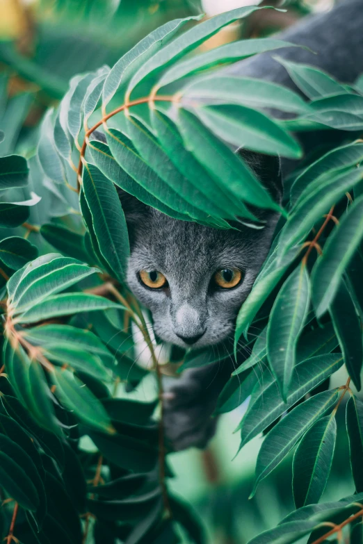 a cat hiding between two green leaves in the jungle