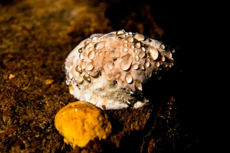 a mushroom is pictured on the ground next to an old yellow mushroom