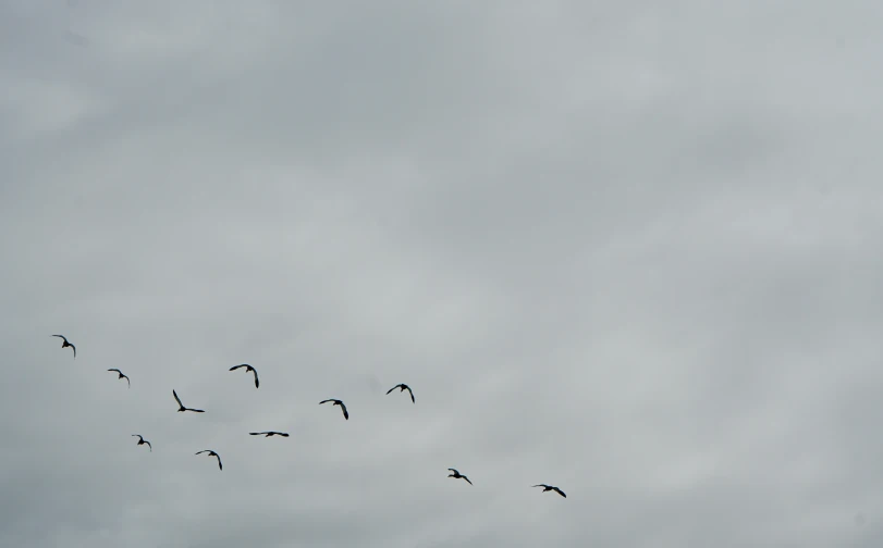 the birds are flying together on the cloudy day