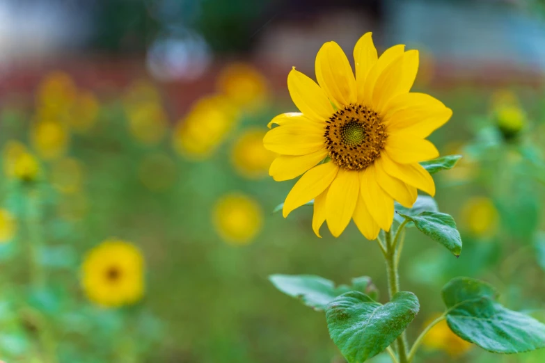 a yellow sunflower sitting on top of a green field