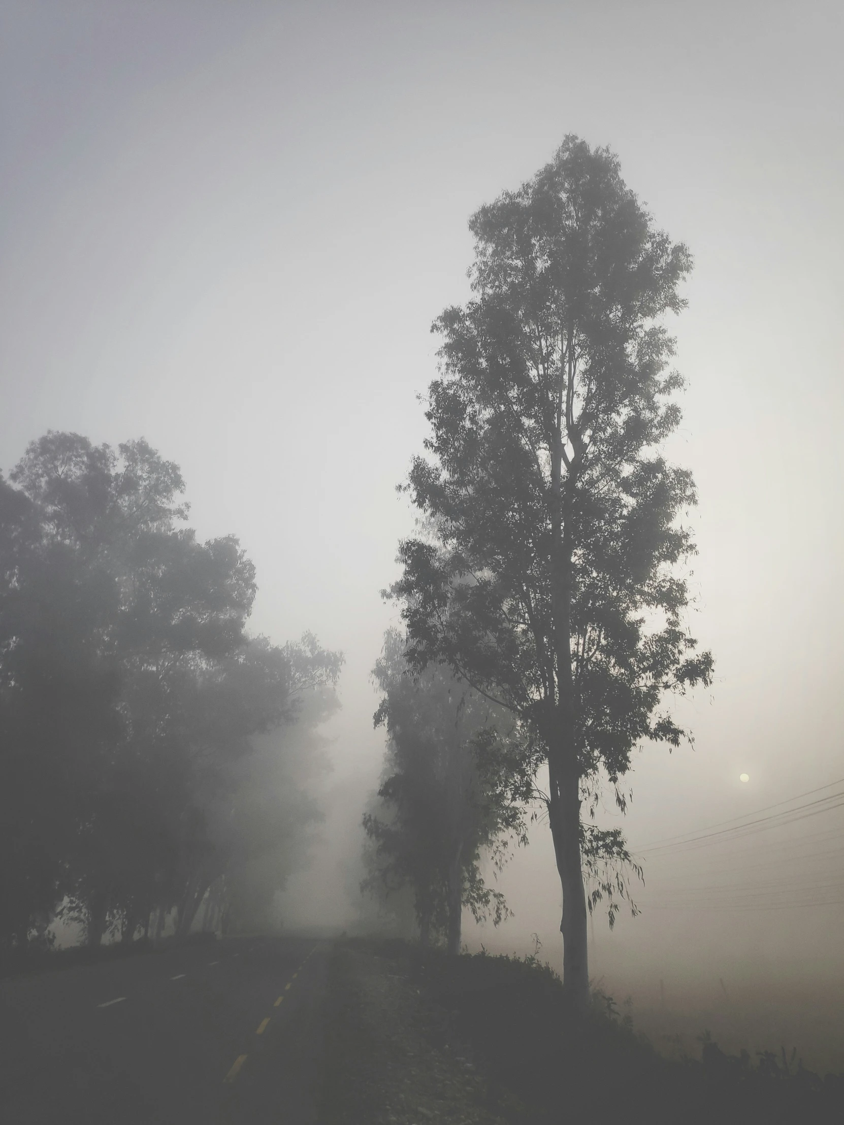 fog is blowing around a tree on a hill