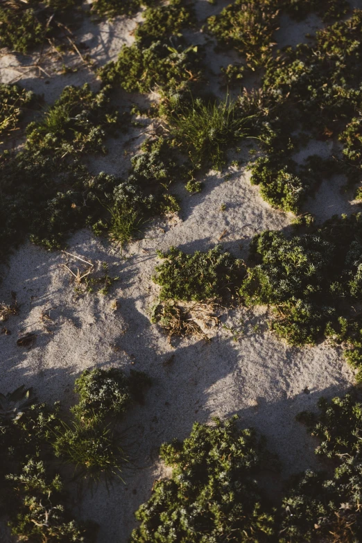 a patch of green bushes in the snow