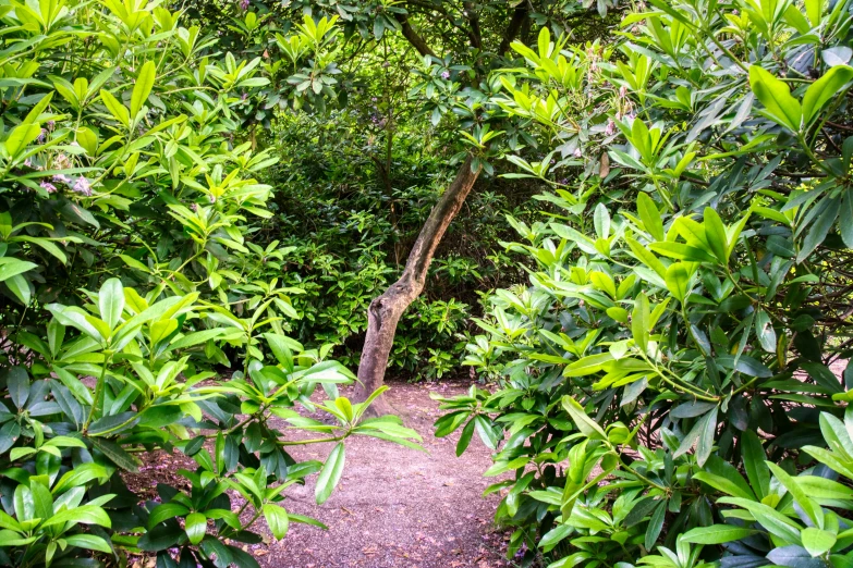 a pathway in the middle of trees in a jungle