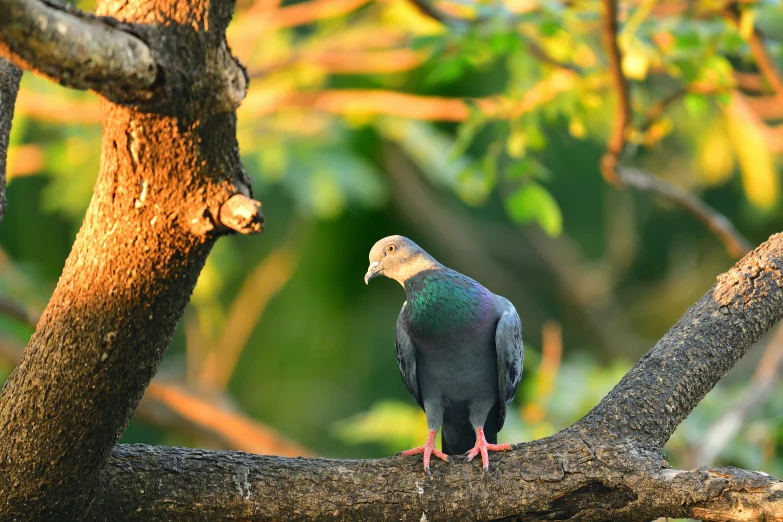 this is an image of a black and green bird