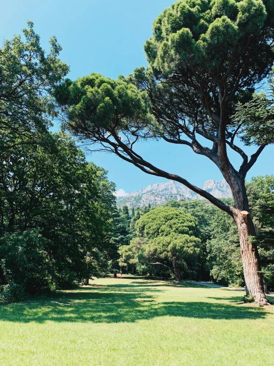 a large tree with lots of green leaves near trees