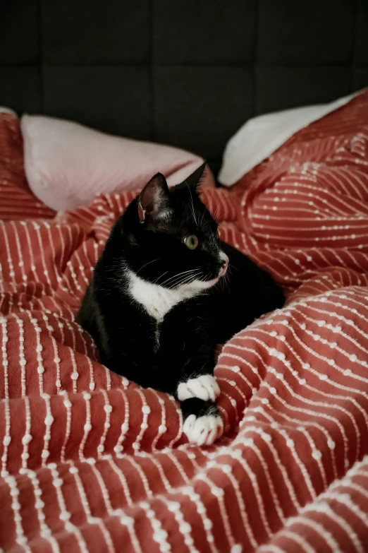 a black cat laying in bed next to some pillows