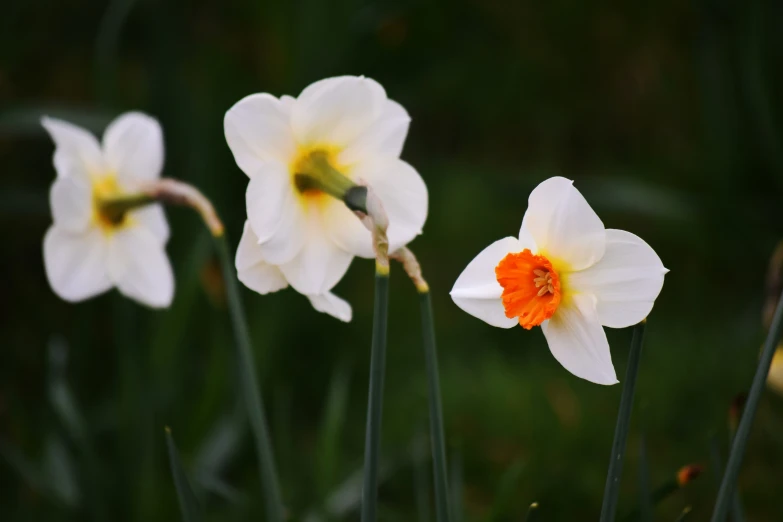 white and orange flowers growing in the middle of tall green stems